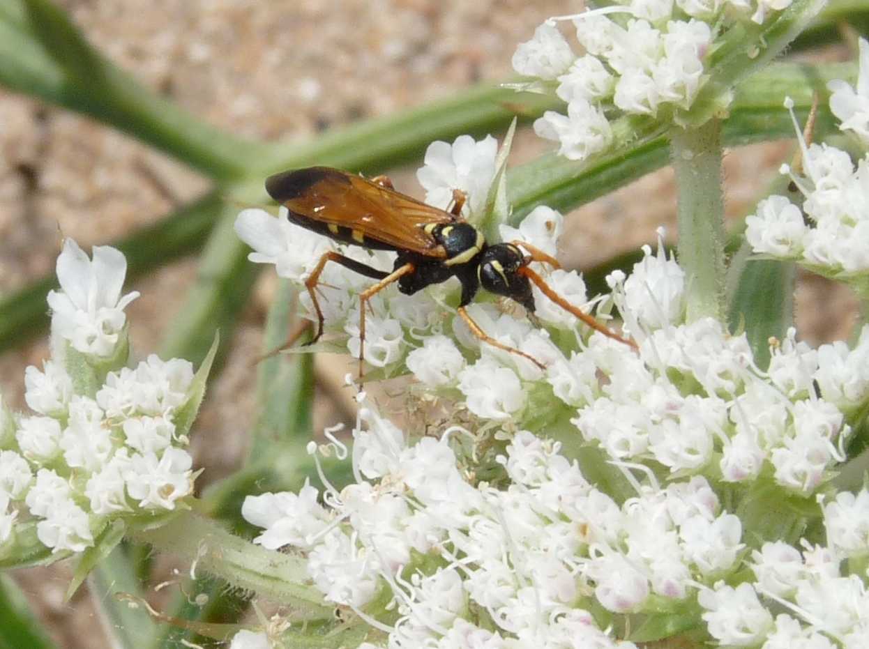 Batozonellus lacerticida